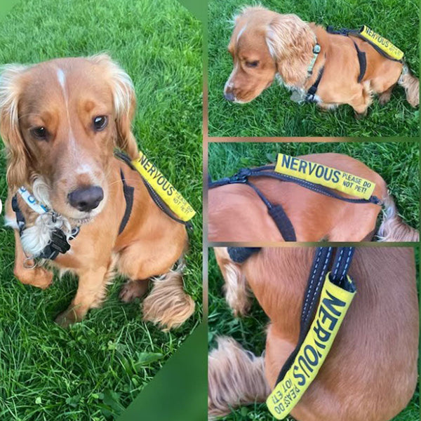Personalized dog lead sleeve, custom made, color of your choice and custom text